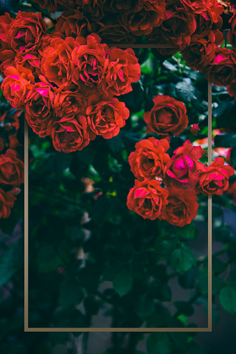 Close-up on beautiful red roses bush with metalic frame.