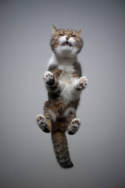 istock bottom view of cat standing on glass table with copy space 1302827983