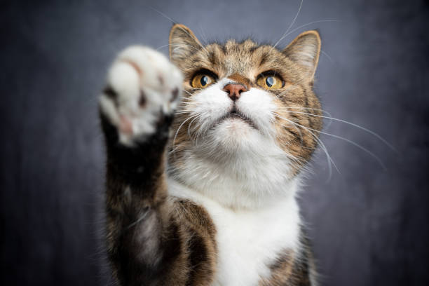 istock greedy cat reaching for treat raising paw 1302827992