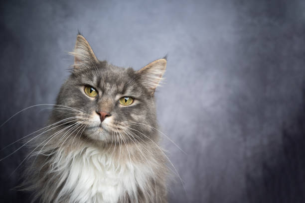 istock gray white maine coon cat studio portrait with copy space 1302828033