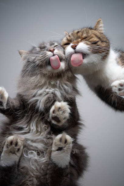 istock two funny cats licking glass table bottom view 1302828067