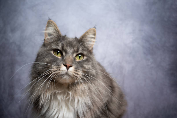 istock maine coon cat studio portrait with copy space 1302828068