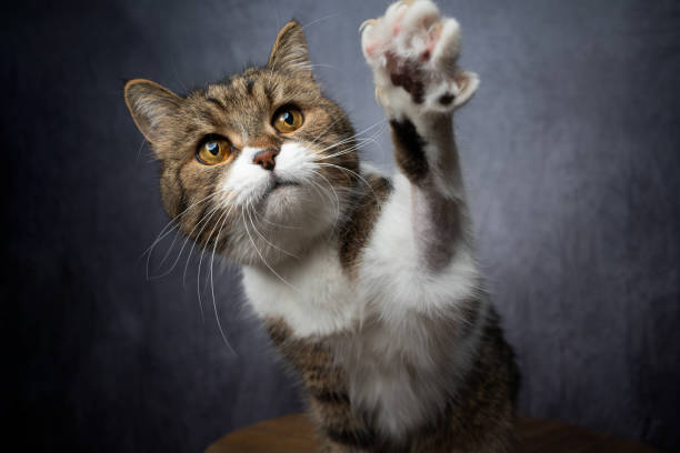 istock cute tabby white cat reaching for snack 1302828135