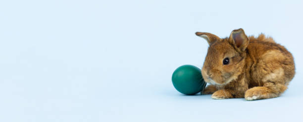 istock a small brown fluffy rabbit sits on a pastel blue background with a colored egg, close-up. Concept to the religious Easter spring holiday. Photo banner 1302828216