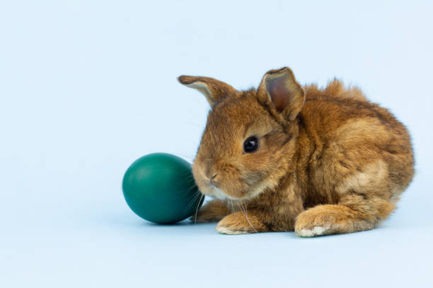istock a small brown fluffy rabbit sits on a pastel blue background with a colored egg, close-up. Concept for religious spring holiday easter 1302828226