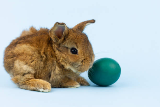 istock a small brown fluffy rabbit sits on a pastel blue background with a colored egg, close-up. Concept for religious spring holiday easter 1302828265