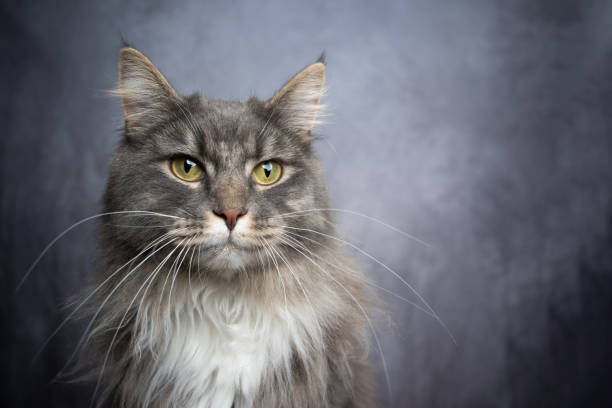 istock gray white maine coon cat studio portrait with copy space 1302828267
