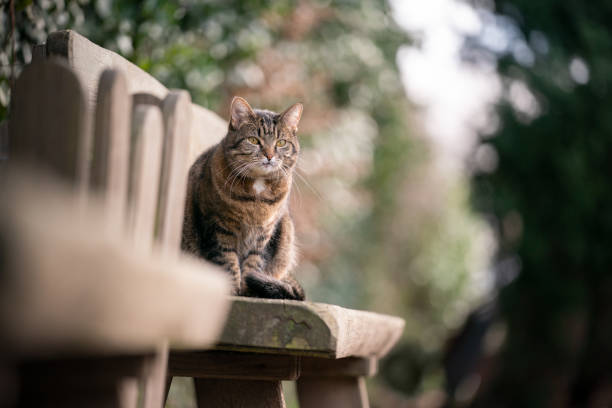 istock cat sitting on wooden bench observing garden 1302828330