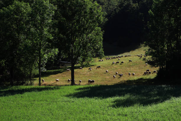 A herd of sheep grazing in a clearing near the Luire cave (departmental road 518, Vercors, France)