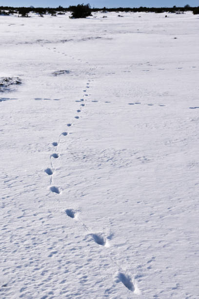 istock Animal footprints in the snow in a wide plain landscape 1302829573