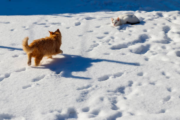 istock Two cute young cats playing in white snow 1302829911