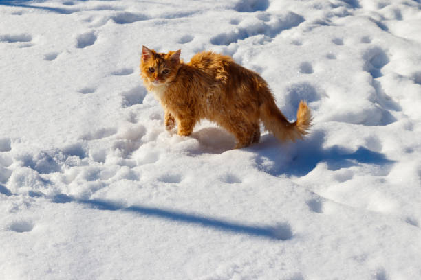 istock Cute ginger cat in white snow 1302829914