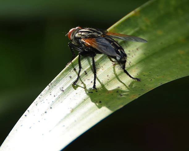 Black Fly Close up of fly on green leaf black fly stock pictures, royalty-free photos & images