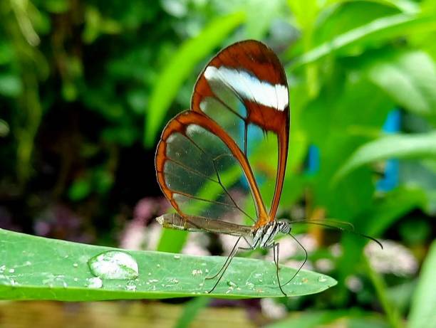 istock Detailed Glasswing Tropical Butterfly 1302830577