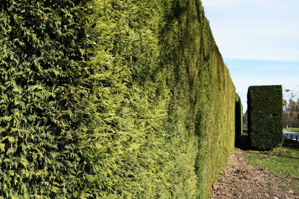 istock evenly trimmed evergreen hedge in the park 1302832451