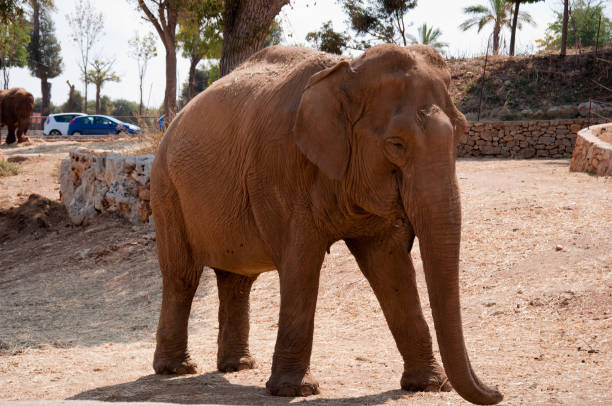 istock Asian elephant at a zoo, Italy. Smiling elephant. 1302834669