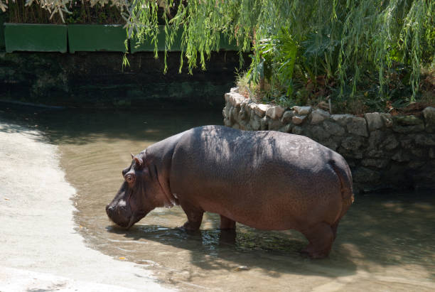 istock The hippopotamus drinks water in a zoo 1302834719