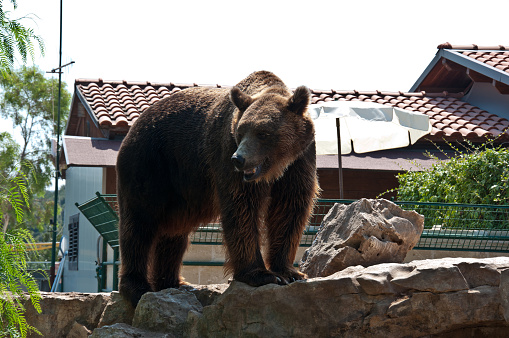 Brown bear in a zoo and a house in the background