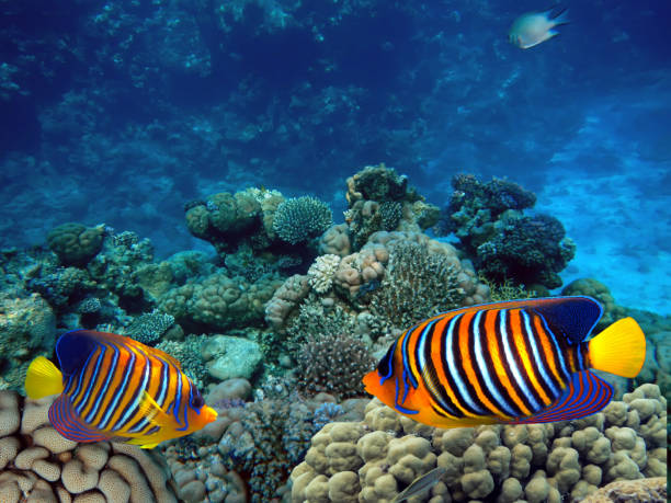 istock Beautiful Coloured Hard Coral Reef. 1302835032