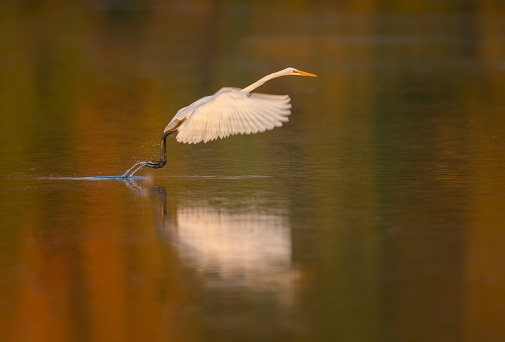 Egret