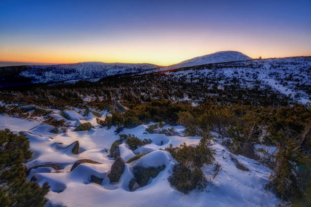 istock snowy landscape with trees and dwarf pine after sunset 1302835103