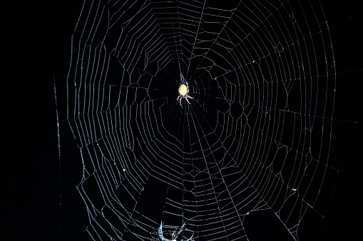 A spider is waiting for a victim in the web on the eve of the Halloween holiday. Horizontal orientation