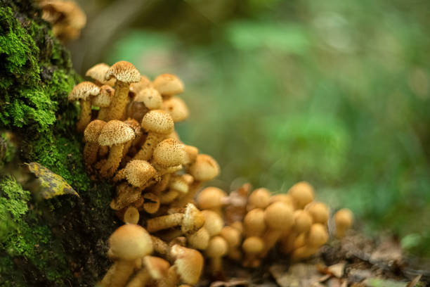 istock Group of toadstool mushrooms grow on tree trunk covered with green moss. Forest summer season 1302839580