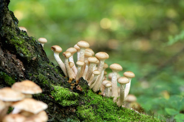 bunch of armillaria mellea mushrooms growing on tree trunk in forest - edible mushroom mushroom fungus colony imagens e fotografias de stock