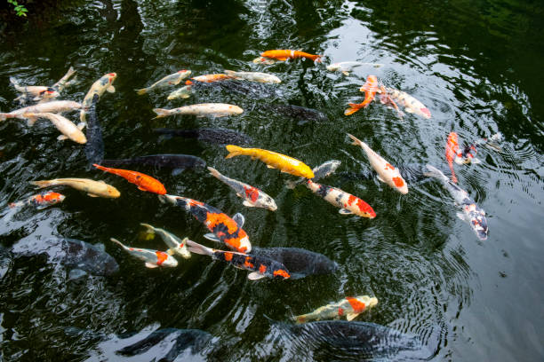 Nishiki Koi (Japanese carp) swim in a pond