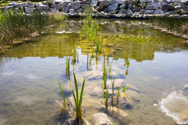 istock Pond with fishes 1302841720