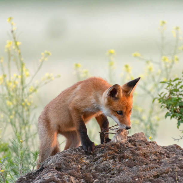 istock Cute young fox cub near the burrow. Vulpes vulpes 1302842538