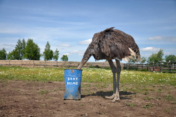 istock African ostrich social distancing and self-isolation rules 1302843256