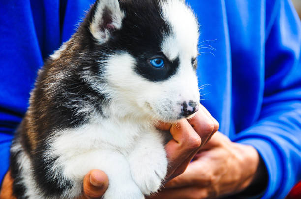 istock If cute was a picture 1302843660