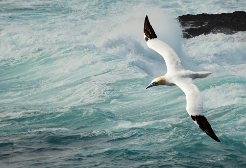 Close up of a Northern gannet (Morus bassana) in flight against stormy waters, UK.