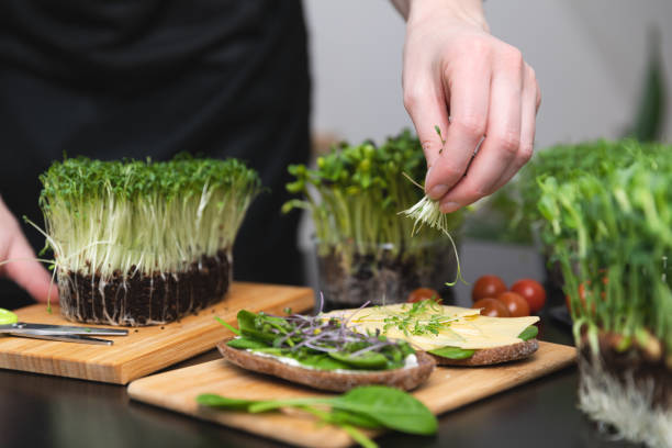 Women preparing fresh grain bread with salad from microgreens. At home grown superfood healthy eating concept.