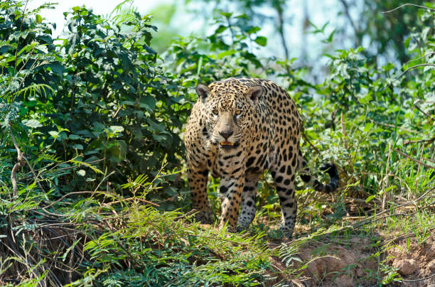 istock Close up of a Jaguar in a jungle 1302844565