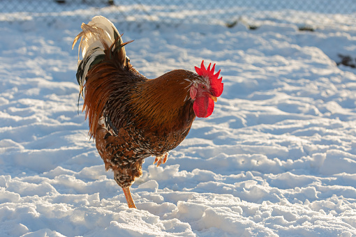 Swedish flower hen rooster standing on one leg in snow.