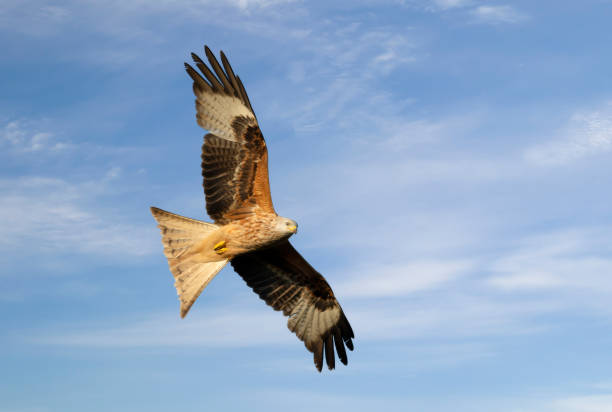 istock Close up of a Red kite in flight against blue sky 1302844669