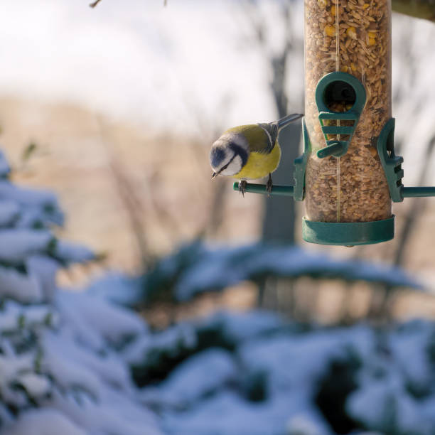 istock blue tit on a feeder filled with grain 1302844987