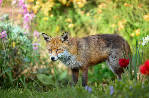 istock Close up of a red fox against colorful background in spring 1302845013