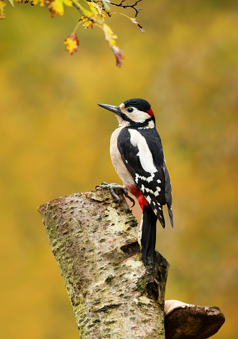 Close up of a Great spotted woodpecker (Dendrocopos major) perched on a mossy birch tree against colorful background in autumn, UK.