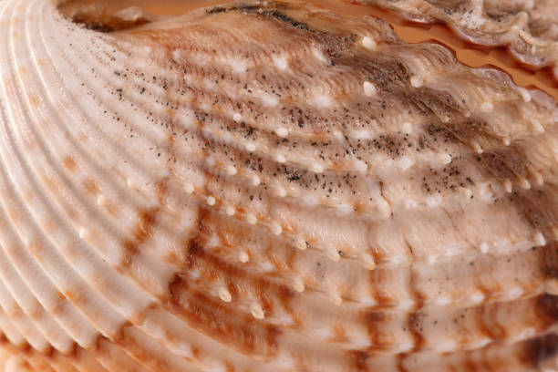 istock white with brown spots seashell with spiral, macro, close-up, isolate on a white background 1302845043