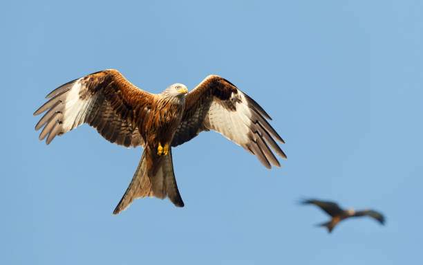 istock Red kite in flight against clear blue sky 1302845053