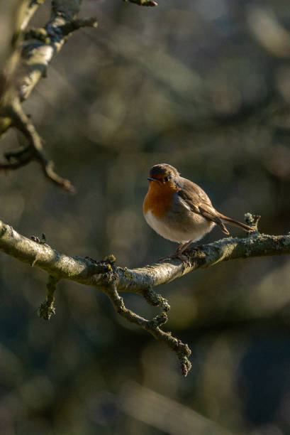 istock Watchful Robin bird (Rotkehlchen) resting at a river, Close up with Copy Space 1302845160