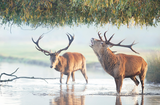 Close-up of a Red deer stag standing in water and calling during rutting season on a misty autumn morning, UK.
