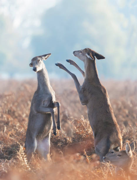 istock Two Red deer hinds fighting in autumn 1302845861
