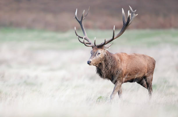 istock Red deer stag standing in a grass field in autumn 1302845889