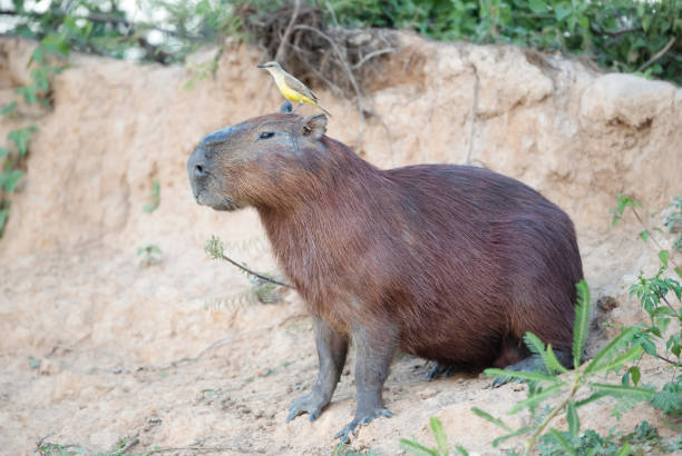 istock Close up of a Capybara with a bird Cattle tyrant sitting on a head 1302845900