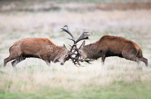 los ciervos rojos pelean durante la temporada de rutting - competition action animal close up fotografías e imágenes de stock