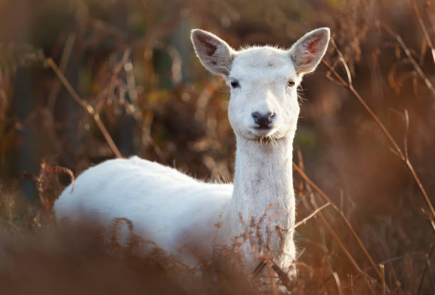 Portrait of a white Fallow deer standing in tall grass in autumn Close up of a white Fallow deer (Dama dama) standing in tall grass in autumn, UK. albino deer stock pictures, royalty-free photos & images